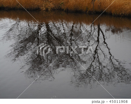 映り込み 45011908