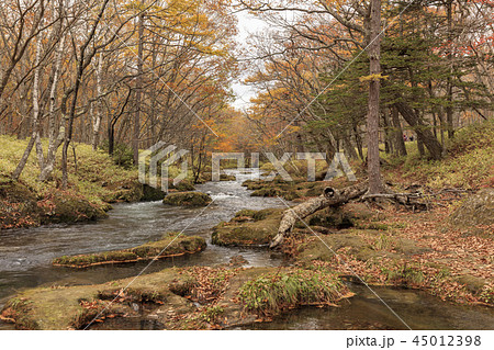 紅葉と小川 - 日本の秋 45012398