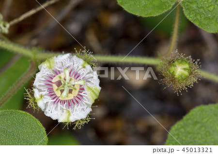Close up of  Fetid passionflower 45013321