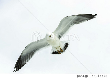 winter bird 45013358
