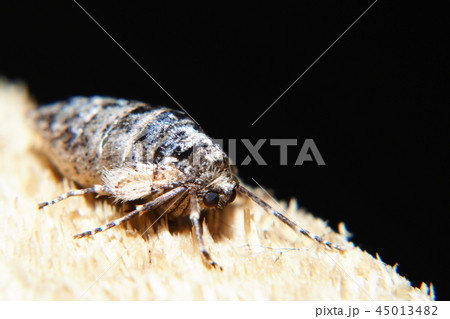 フユシャク（メス）の一種 45013482