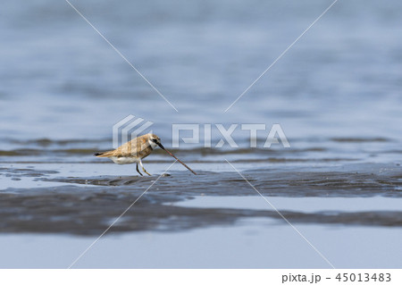 ゴカイを引っ張り出すメダイチドリ ゴカイを引っ張り出すメダイチドリ 45013483