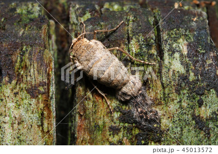 フユシャク（メス）の一種（産卵） 45013572