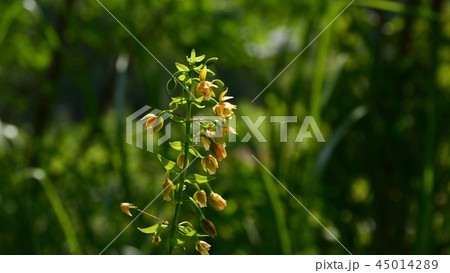 カキラン 45014289