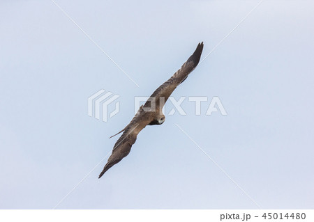 ワシ 鷲 イーグル 45014480