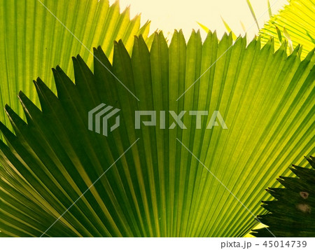 Palm leaf texture, green palm leaf 45014739