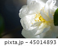 ワビスケ 45014893
