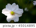 シュウメイギク 45014895