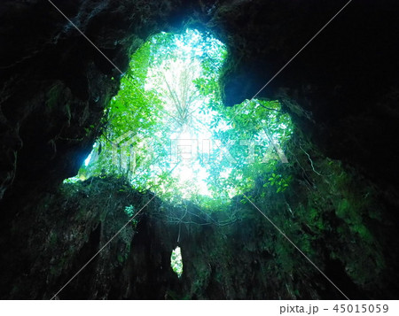 ハートの形のウィルソン株 ハートの形のウィルソン株 45015059