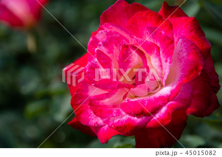 薔薇(ダブルデライト) 薔薇(ダブルデライト) 45015082