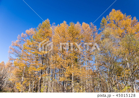 新潟・黄葉のカラマツ 新潟・黄葉のカラマツ 45015128