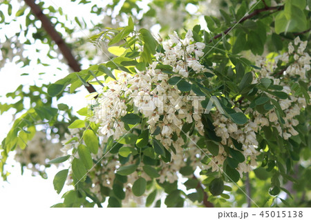 ハリエンジュ 45015138