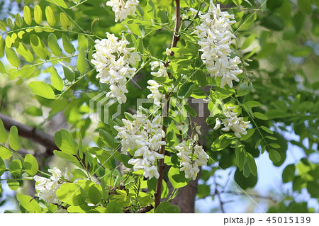 ハリエンジュ 45015139