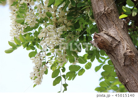 ハリエンジュ 45015140