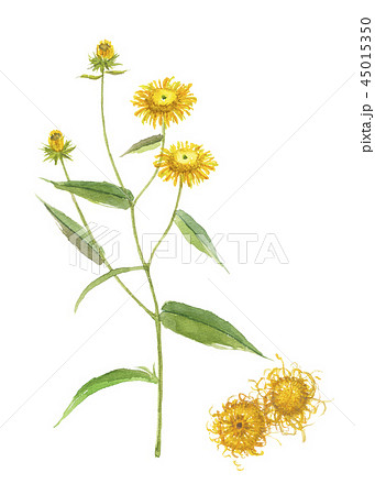 オグルマ　センプクカ 45015350