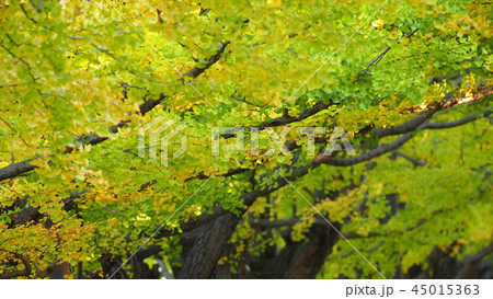 イチョウ 45015363