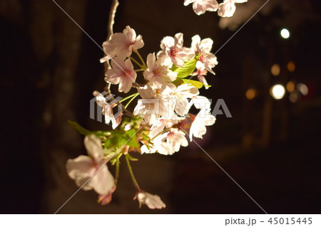 夜の花見 45015445