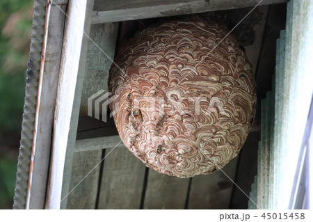 軒下のスズメバチと巣 軒下のスズメバチと巣 45015458