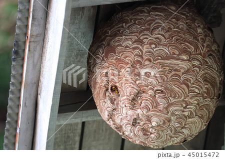 軒下のスズメバチと巣 45015472