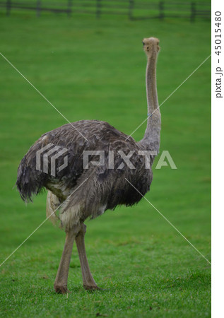 ダチョウ 45015480