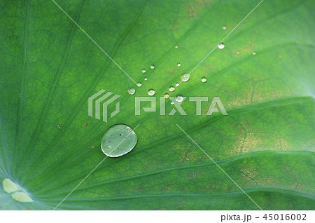 蓮の葉 ヅムルモリ ヤンスリ 45016002