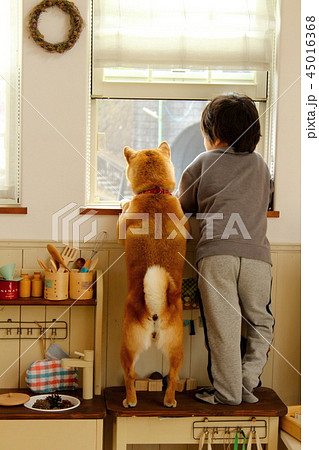 窓から外を眺める男の子と柴犬 45016368