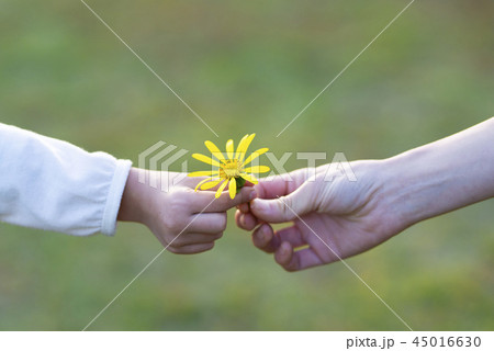 黄色い花を手渡す親子の手 45016630