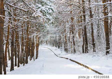 Country road in winter. Country road in winter. 45016688