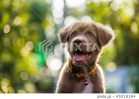 labrador retriever puppy with natural bokeh labrador retriever puppy with natural bokeh 45018164