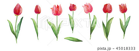 花 強烈 クール 45018333