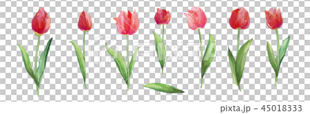 Tulips, red flowers, fresh flowers. 45018333