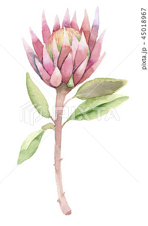 succulent in watercolor succulent in watercolor 45018967