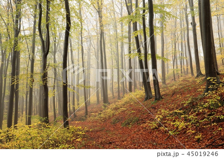 Path through an autumn beech forest Path through an autumn beech forest 45019246