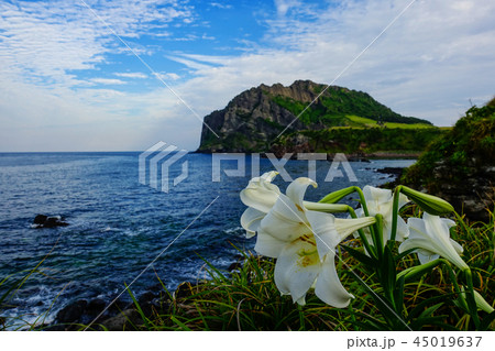 済州島 ユリ 城山日出峰 45019637