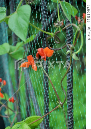 Flowers of decorative sweet peas on a grid 45019974