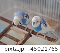 セキセイインコ　しょんぼり 45021765