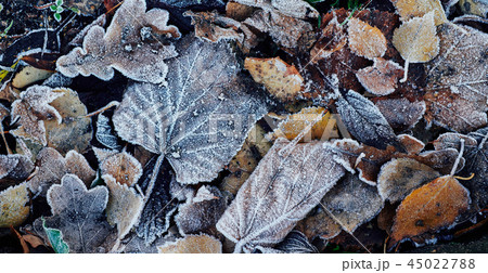 Beautiful fallen leaves covered with frost 45022788