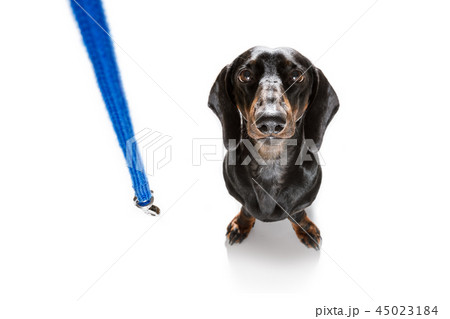 dog and owner  with leash 45023184