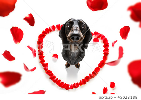 valentines dog in love 45023188