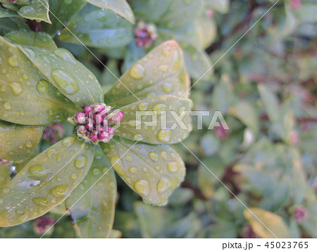 雨上がりの植物、蕾 雨上がりの植物、蕾 45023765
