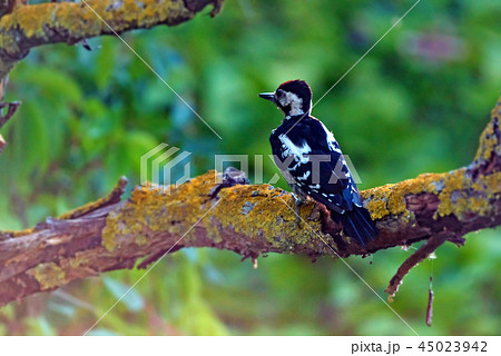 A Syrian woodpecker or Dendrocopos syriacus close A Syrian woodpecker or Dendrocopos syriacus close 45023942