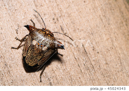 ウシカメムシ 45024343