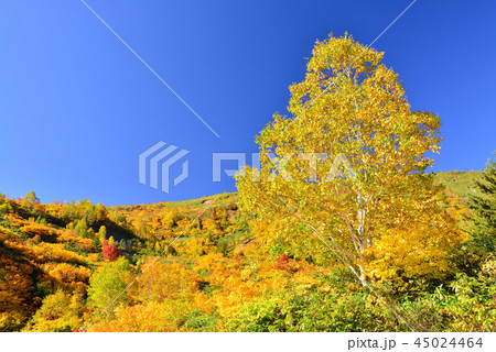 八幡平の紅葉 八幡平の紅葉 45024464