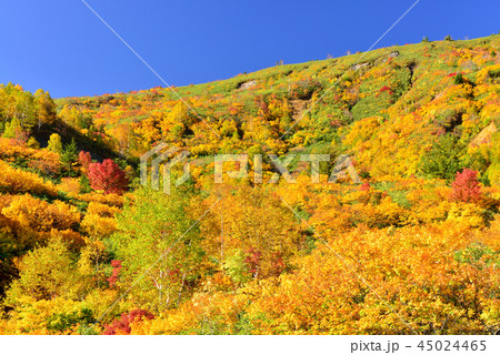 八幡平の紅葉 45024465