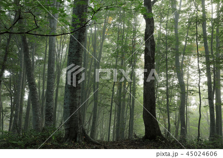 朝霧晴れゆくブナの森ー癒しの森　福島県只見町 45024606
