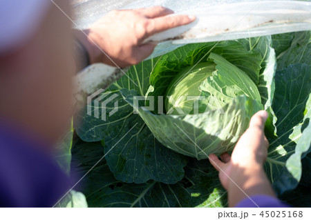 農業 キャベツ 野菜 農家 収穫 農業 キャベツ 野菜 農家 収穫 45025168