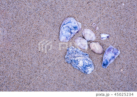 物撮り。砂浜に並べた貝殻。 物撮り。砂浜に並べた貝殻。 45025234