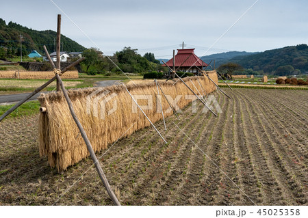 お堂と稲掛け 45025358