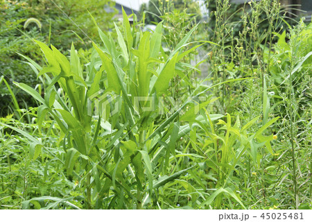 雑草 45025481