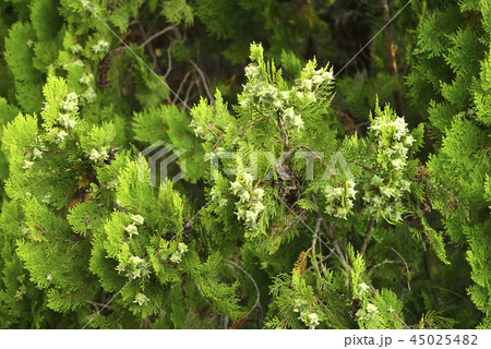 このてがしわの実 45025482